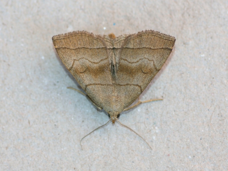 Herminia tarsicrinalis